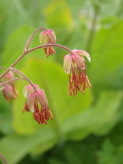 Thalictrum foetidum