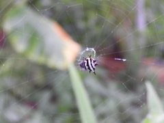 Gasteracantha doriae