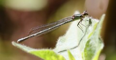 Pseudagrion salisburyense