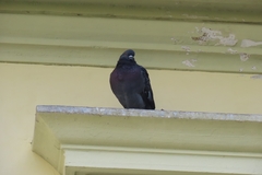 Columba livia domestica