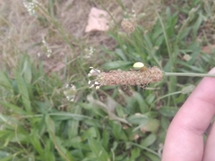 Araniella cucurbitina