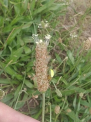 Araniella cucurbitina