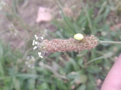 Araniella cucurbitina