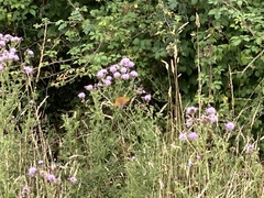 Argynnis paphia