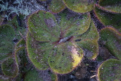 Drosera magna