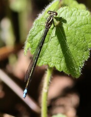 Pseudagrion salisburyense