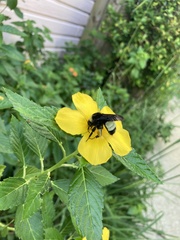 Bombus pensylvanicus