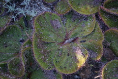 Drosera magna