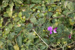 Tephrosia glomeruliflora