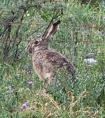 Lepus oiostolus