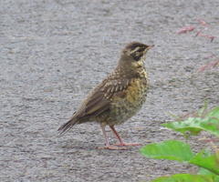 Turdus iliacus coburni