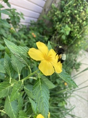 Bombus pensylvanicus