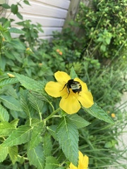 Bombus pensylvanicus