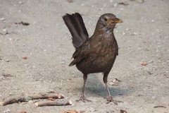 Turdus merula