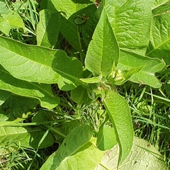 Symphytum officinale