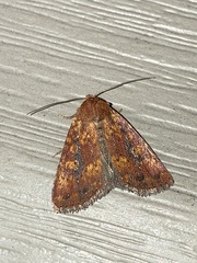 Perigea xanthioides