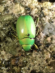 Chrysina marginata