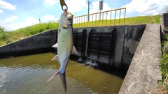 Megalops cyprinoides