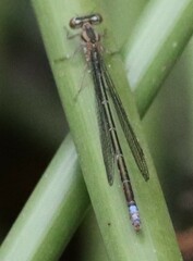 Pseudagrion hageni
