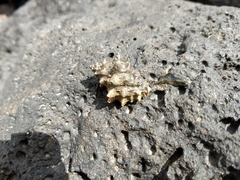 Rapaninae