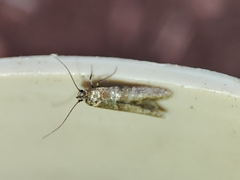 Blastobasis maroccanella