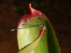 Ischnura capreolus