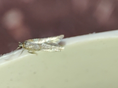 Blastobasis maroccanella