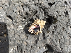 Rapaninae
