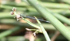 Pseudagrion kersteni