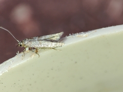 Blastobasis maroccanella