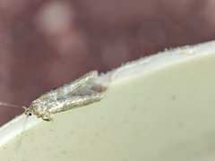 Blastobasis maroccanella