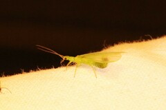 Alloperlini
