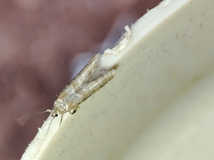 Blastobasis maroccanella
