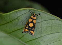 Diptychophora harlequinalis