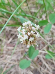 Trifolium repens