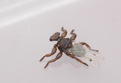 Lipoptena depressa