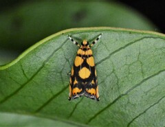 Diptychophora harlequinalis