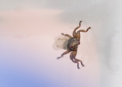 Lipoptena depressa