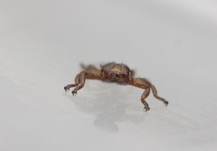 Lipoptena depressa