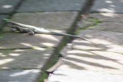 Aspidoscelis guttatus