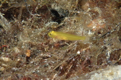 Gobius auratus