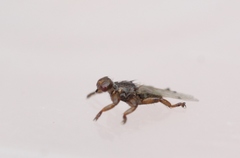 Lipoptena depressa