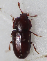 Philothermus glabriculus