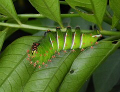 Rothschildia cinctus