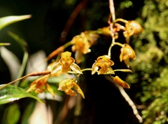 Coelogyninae