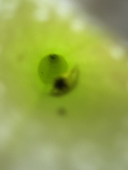 Exyra semicrocea