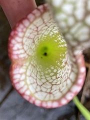 Exyra semicrocea