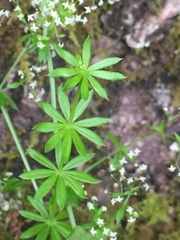 Galium mollugo