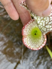 Exyra semicrocea