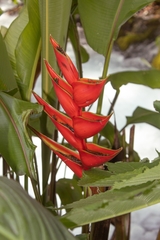 Heliconia stricta